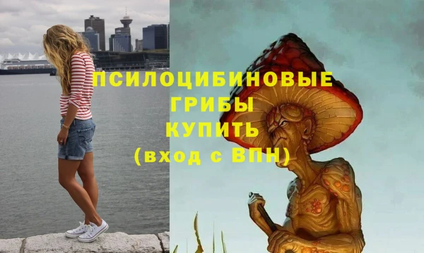 индика Новозыбков